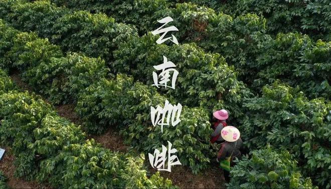彩云之南的馥郁传奇AG真人云南咖啡：