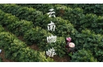 彩云之南的馥郁传奇AG真人云南咖啡：